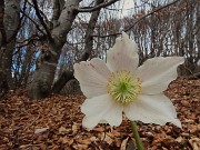 53 Helleborus niger -Elleboro